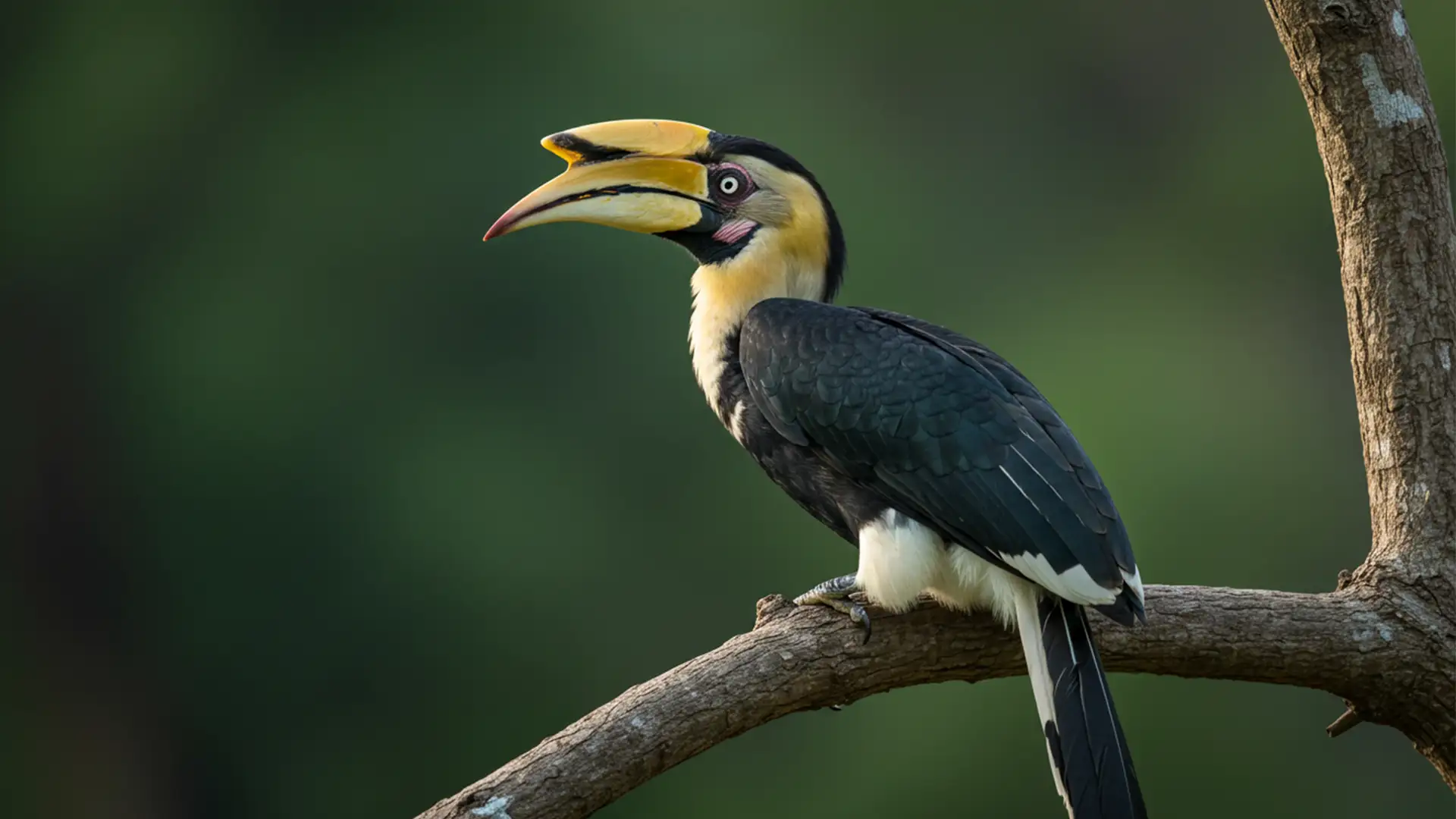 birds in kishanpur wildlife sanctuary
