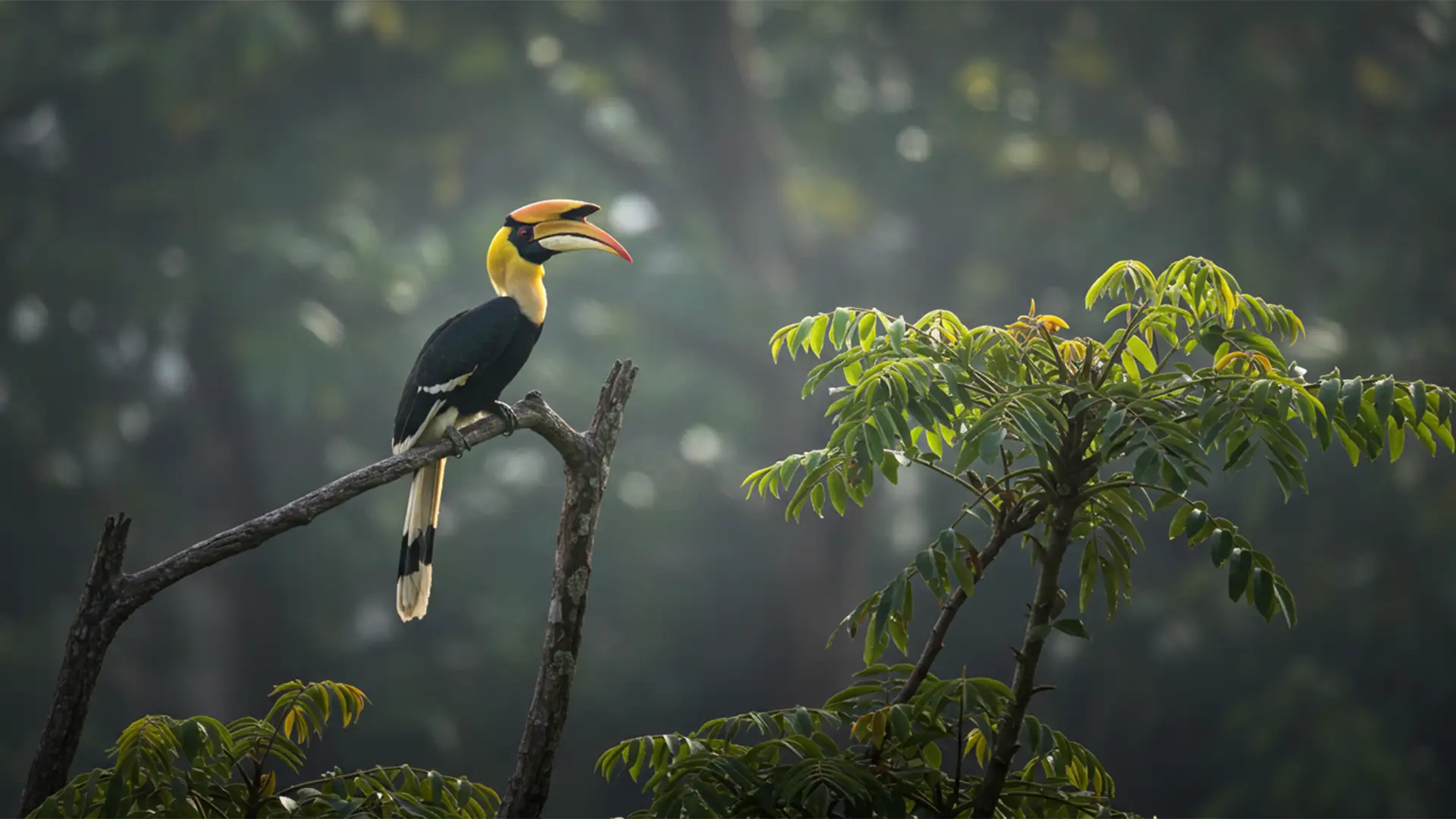 bird watching at Kishanpur