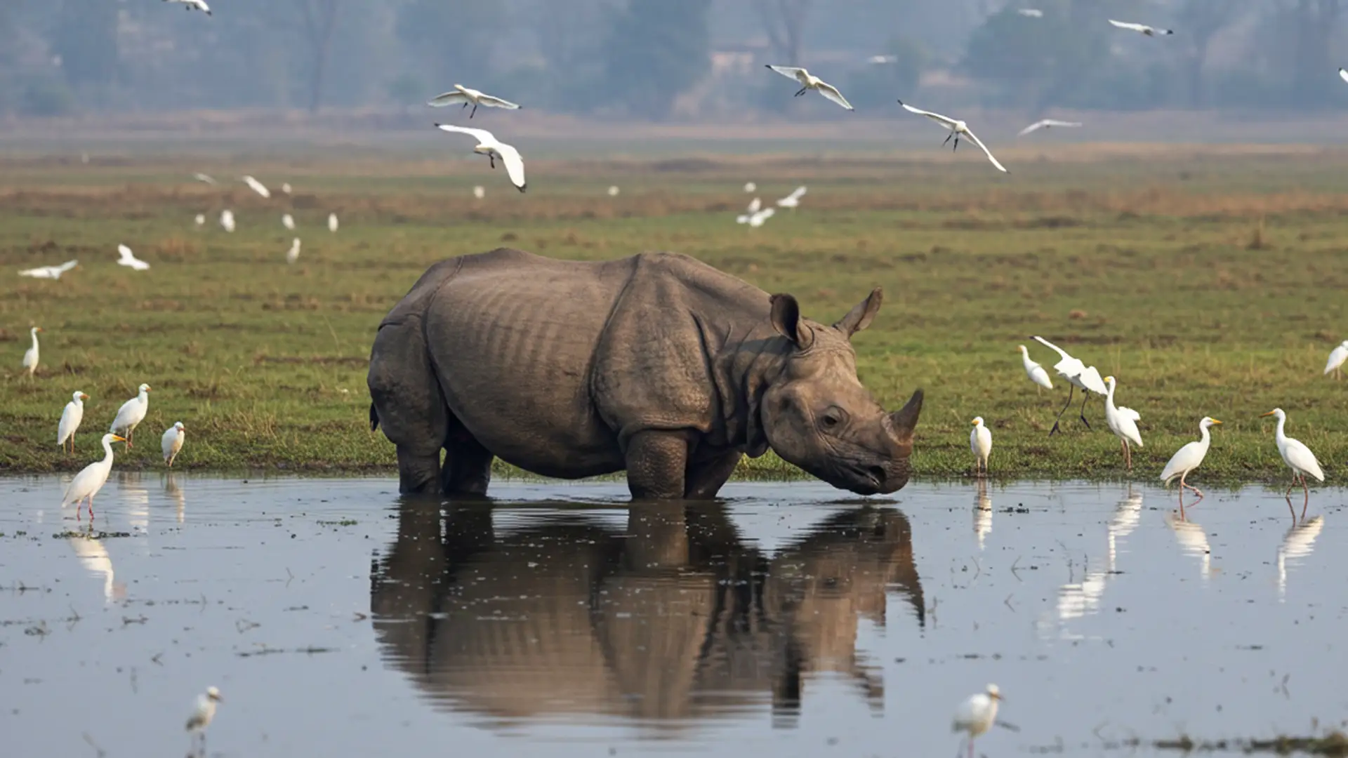 Rhino in kishanpur wildlife sanctuary